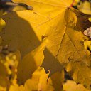 ���� ��������, �����-���������, 37 ��� - ��������� 21 ������� 2013 � ������ �������������