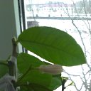 ���� ���� (�� �������), ����, 61 ��� - ��������� 8 ����� 2014 � ������ �������