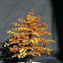 ���� �����, �����, 64 ���� - ��������� 20 ������� 2014 � ������ ���� ��������߻