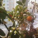 ���� ��������, ����� - ��������� 3 ����� 2014 � ������ ��฻