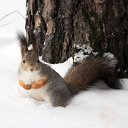  Gelya   20, , 57  -  17  2013   