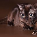  E.lena, , 62  -  14  2013    