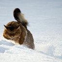  , , 71  -  6  2014   ,  ...!