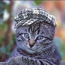 ���� ����, ��������, 39 ��� - ��������� 17 ������ 2014 � ������ ���� ����������