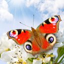 ���� ��������, �����-��������� - ��������� 19 ������� 2013