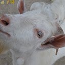 ���� Svann, ���������, 71 ��� - ��������� 18 �������� 2013 � ������ �������� �����