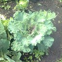  Masha, , 43  -  7  2013    