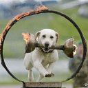 ���� �����, ������, 54 ���� - ��������� 25 ������� 2014 � ������ �FunnyAnimals�