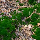 ���� Svann, ���������, 71 ��� - ��������� 6 ������� 2013 � ������ ������. ��. �������.�