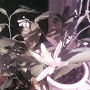 ���� ��������, ����� - ��������� 3 ����� 2014 � ������ ��฻