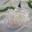 ���� ������, ������-��-����, 66 ��� - ��������� 22 ������ 2013