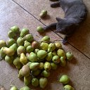 ���� ������, ����, 60 ��� - ��������� 13 ������� 2013 � ������ ���