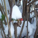 ������ ���� �� ������� ����� ��� ������������