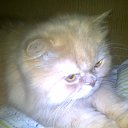   , -, 69  -  22  2013    