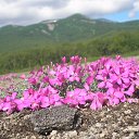 ���� ����, ������, 61 ��� - ��������� 7 ������ 2013