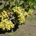 "�������" �� ������� ���� ����������