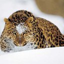 ���� Gela, ������� - ��������� 12 ������� 2013 � ������ �Krasota i ne tolko!...�