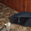 ���� �������, �����, 66 ��� - ��������� 21 �������� 2013 � ������ ���� ����������