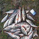 ���� ��������, ����, 51 ��� - ��������� 26 ������� 2013 � ������ ���� ����������