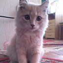 ���� ������, ������ �����, 44 ���� - ��������� 13 ������� 2013 � ������ ���� ����������