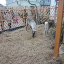 � ������ ����� ������ � ������ ������� ������� �� ������� ���� ����������