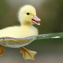 ������ �� ������� ������� ��������