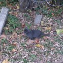  D.s., , 38  -  2  2013   5  2013, 