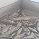 ���� ������, ����, 49 ��� - ��������� 21 ������ 2014 � ������ ���� ����������