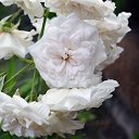 ���� �����, ��������������, 31 ��� - ��������� 10 ������� 2014 � ������ �� Nikon D5100�