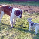��������� ������!!!!!!! �� ������� �PetLove�