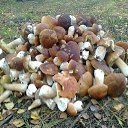 ���� ���������- ���� �������� !!, ������ - ��������� 19 �������� 2013 � ������ ������ ����� !!! 18.09.2013 � !!!�