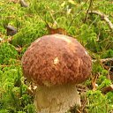  Svetlana, , 59  -  12  2014   )