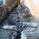 ���� �������, ����, 36 ��� - ��������� 13 ������ 2013 � ������ ���� ����������