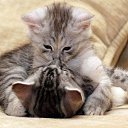 ���� @L...x, ������, 38 ��� - ��������� 19 ������� 2013 � ������ �������