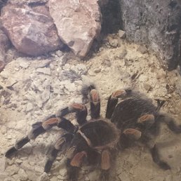 Big J, ���������, 43 ����