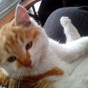 ���� ������, �����������, 35 ��� - ��������� 14 ������ 2014 � ������ �PetLove�