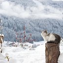  , , 71  -  6  2014   ,  ...!