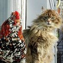 - ,   ,  ,  !    ,   !