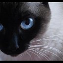 ���� �����, ������-��-���� - ��������� 12 ������� 2013 � ������ ���� ����������