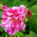 ���� ����, ������, 53 ���� - ��������� 4 ������� 2013 � ������ �������