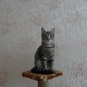 ��� �����) �� ������� ���� ����������