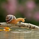  Clio, , 59  -  11  2014   