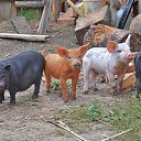  Loseff Yurij, , 63  -  4  2013   