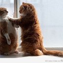 ���� ����, ����, 63 ���� - ��������� 7 �������� 2013