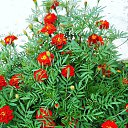 ���� ������� �., ����� - ��������� 17 ������� 2013 � ������ �������