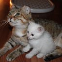 ���� ������, ����, 47 ��� - ��������� 26 ������ 2013 � ������ ���� ����������