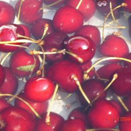 �����, �����-���������, 54 ����