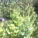  Masha, , 43  -  7  2013    