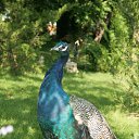   , , 53  -  6  2013   2013 