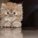 ���� �����, �������, 50 ��� - ��������� 23 ������� 2013 � ������ ���� ����������